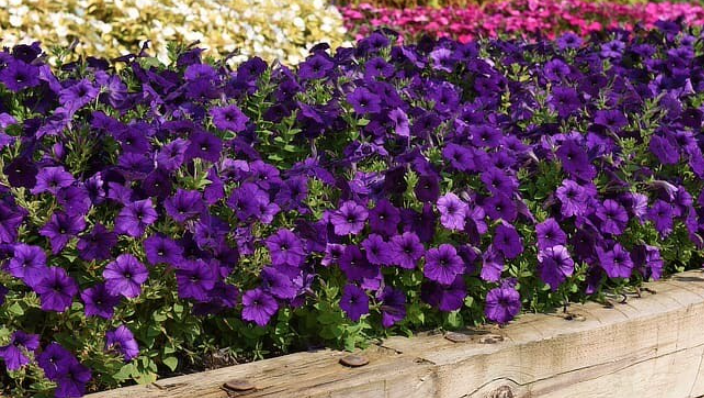 garden with wave petunias 